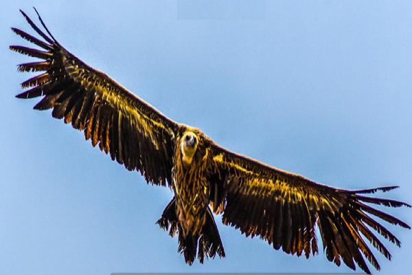 दोलखाको आकासमा प्रकृतिसँग रमाउँदै चिल, (फोटो फिचर)